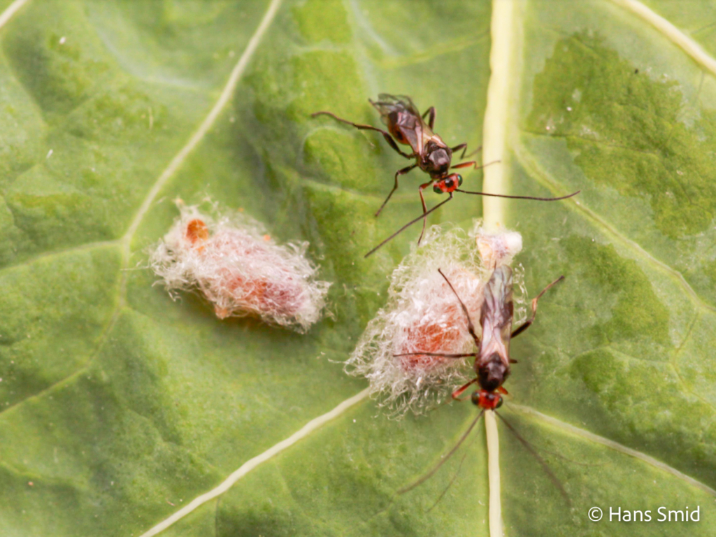 dinocampus coccinellae parasitic wasps just emerged from cocoons 001