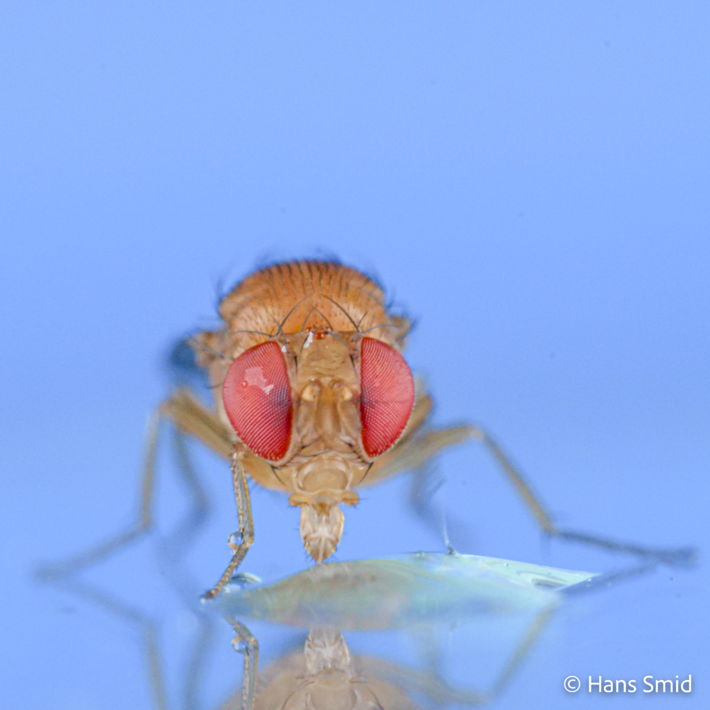 drosophila suzukii spotted wing drosophila adult 001