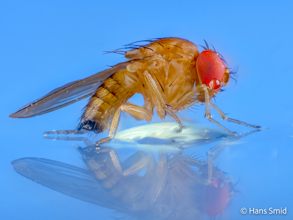 drosophila suzukii spotted wing drosophila adult 002