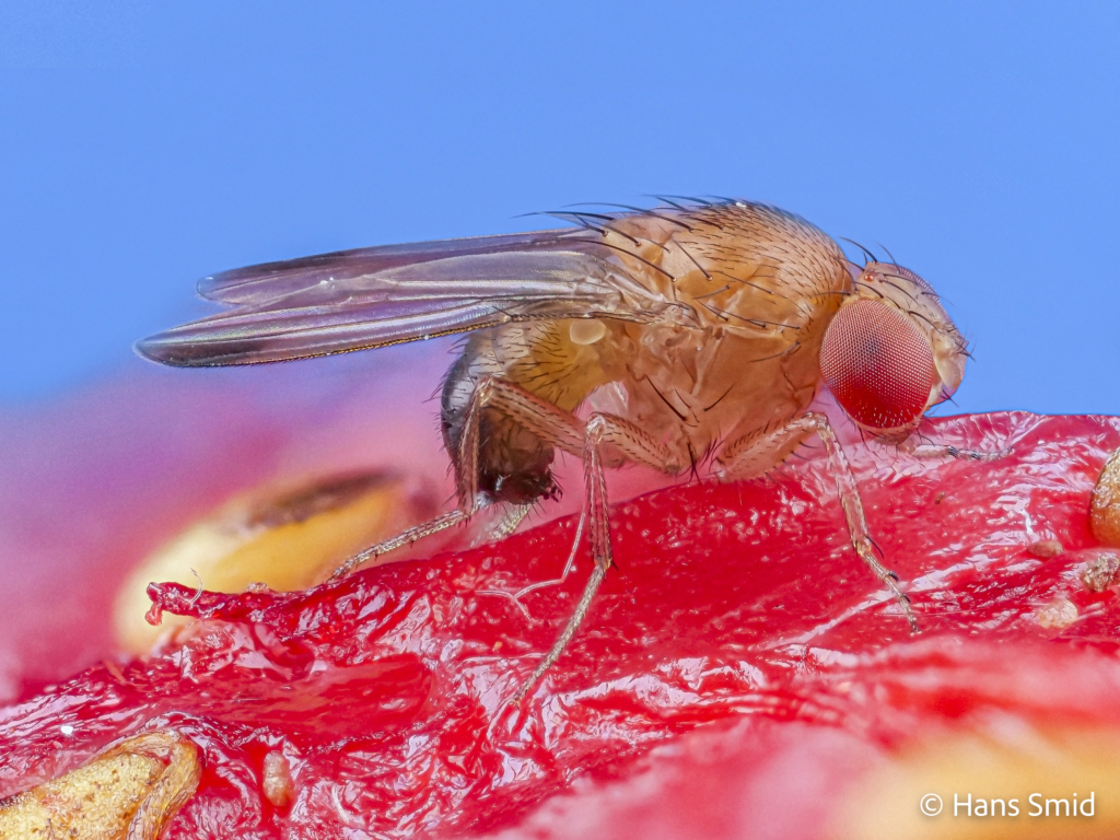 drosophila suzukii spotted wing drosophila adult 003